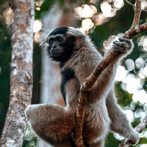 Gibbon in a tree