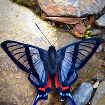 big beautiful butterfly