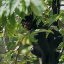 primate in the forest