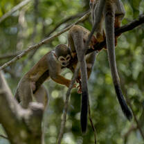 primates playing in the forest