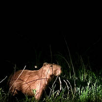a rodent of unusual size