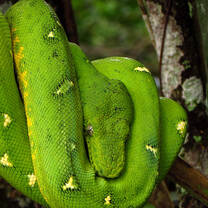 python in a tree