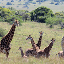 South Africa