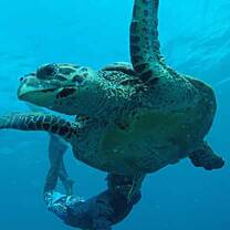 Sea turtle snorkeling