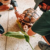 Hawaii sea turtles