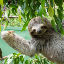 Sloth on a branch