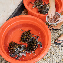 volunteers in Bali with IVHQ