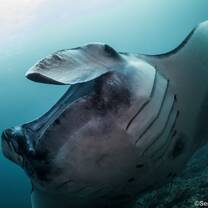 Manta ray conservation in Nusa Penida photo by Serena Stean program director