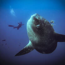 Mola season at the Penida Project from June - November
