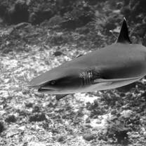 Reef sharks