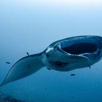 Explore and study the iconic Manta Point with the Penida Project