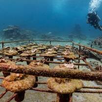 The coral nursery at the Penida Project