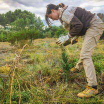 planting native trees
