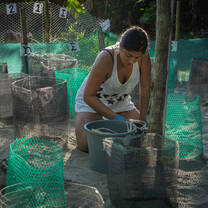Turtle and Wildlife Conservation - Volunteer preparing hatchery