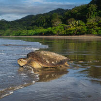 Turtle and Wildlife Conservation - Turtle arriving on project beach