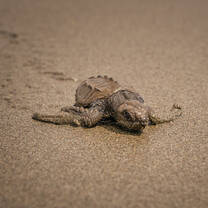 Turtle and Wildlife Conservation - Hatchling