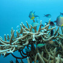 Underwater in Fiji