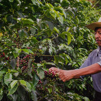 coffee farmer in Guatemala