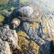 Turtles in Hawaii