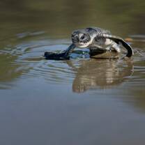 Turtle and Wildlife Conservation - Turtle arriving on project beach