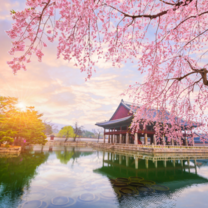 South Korea blossom tree