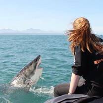 Shark Program