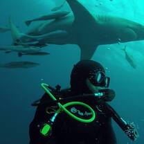 Shark Program