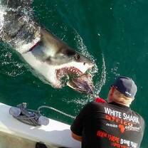 Shark Program