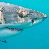 Shark Program
