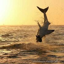 Shark Program
