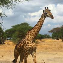 Safari