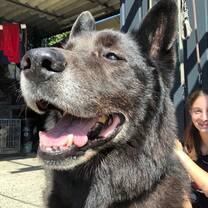 Animal Welfare Volunteering