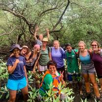 Mangrove forest restoration