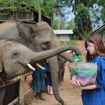 Elephant experience