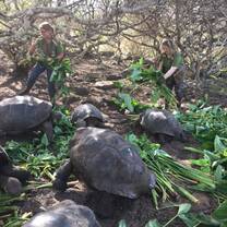 Two Projects Abroad volunteers feed Giant Tortoises on the Galapagos Islands, Ecuador