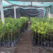 Mangrove Nursery in Cuyutlán, Colima