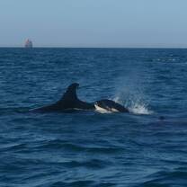 Recent Projects Abroad Wildlife Conservation volunteers sighted a pod of Orcas off the coast of La Paz