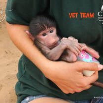 Giving Surrogate Care to a Baboon Ophan