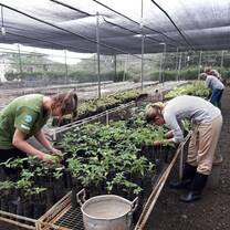 Projects Abroad volunteers tend to a plant nursery on a Conservation project the Galapagos Islands