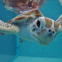 Sea turtle Conservation