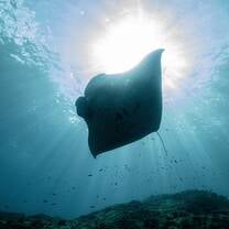 Manta ray identification