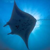 Manta ray identification