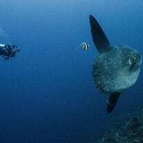 Contribute to ocean sunfish research