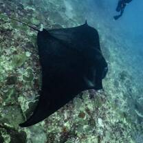 Dive with Manta Rays in Nusa Penida