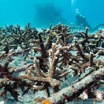 Coral Gardener certification courses
