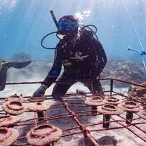 Interns growing and monitoring our coral nursery in Crystal Bay, Nusa Penida