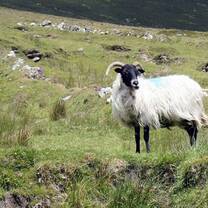 CIEE High School Study Abroad in Ireland