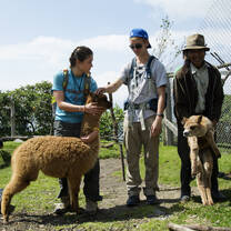 Alpacas in Peru
