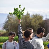 Harvesting mint in Morocco