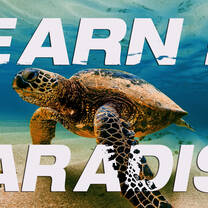 Learn in Paradise 